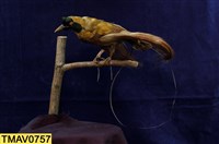 藏品(紅天堂鳥)的圖片